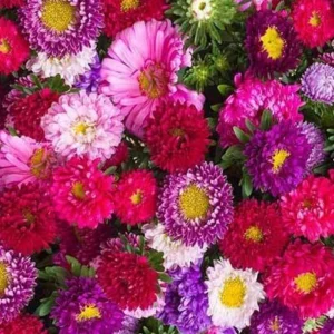 Powderpuff Mix Aster Seeds - Callistephus Chinensis - Flower Seeds - 20 Count - Image 18