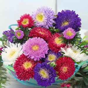 Powderpuff Mix Aster Seeds - Callistephus Chinensis - Flower Seeds - 20 Count - Image 2