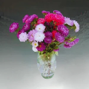Powderpuff Mix Aster Seeds - Callistephus Chinensis - Flower Seeds - 20 Count - Image 3