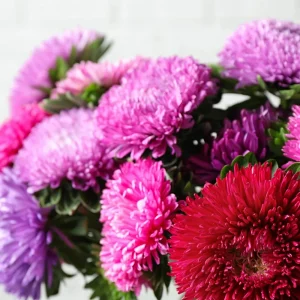 Powderpuff Mix Aster Seeds - Callistephus Chinensis - Flower Seeds - 20 Count - Image 5