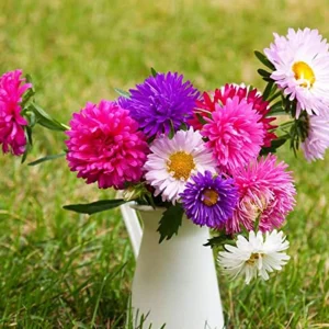 Powderpuff Mix Aster Seeds - Callistephus Chinensis - Flower Seeds - 20 Count - Image 6
