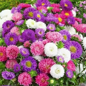 Powderpuff Mix Aster Seeds - Callistephus Chinensis - Flower Seeds - 20 Count - Image 7