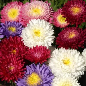 Powderpuff Mix Aster Seeds - Callistephus Chinensis - Flower Seeds - 20 Count - Image 8