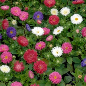 Powderpuff Mix Aster Seeds - Callistephus Chinensis - Flower Seeds - 20 Count - Image 9