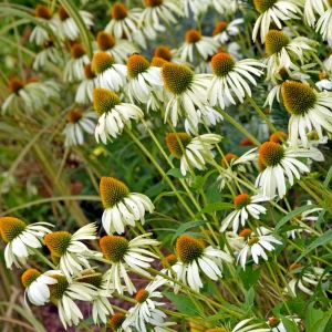 PowWow White Echinacea Seeds - Pure White Coneflower - Hardy Perennial Pollinator Plant - 20 Seeds - Image 10
