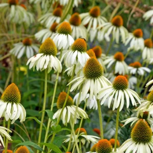 PowWow White Echinacea Seeds - Pure White Coneflower - Hardy Perennial Pollinator Plant - 20 Seeds - Image 11