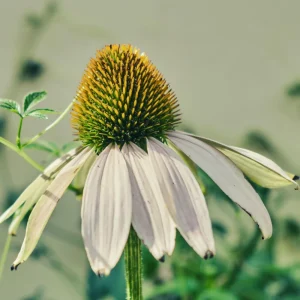 PowWow White Echinacea Seeds - Pure White Coneflower - Hardy Perennial Pollinator Plant - 20 Seeds - Image 12