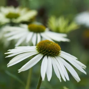 PowWow White Echinacea Seeds - Pure White Coneflower - Hardy Perennial Pollinator Plant - 20 Seeds - Image 13