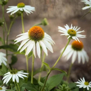 PowWow White Echinacea Seeds - Pure White Coneflower - Hardy Perennial Pollinator Plant - 20 Seeds - Image 2