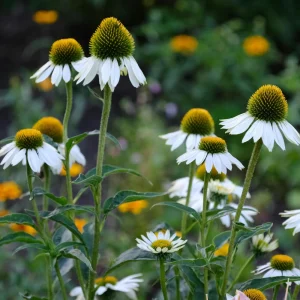 PowWow White Echinacea Seeds - Pure White Coneflower - Hardy Perennial Pollinator Plant - 20 Seeds - Image 3