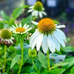 PowWow White Echinacea Seeds - Pure White Coneflower - Hardy Perennial Pollinator Plant - 20 Seeds - Image 4