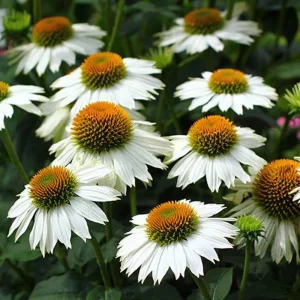 PowWow White Echinacea Seeds - Pure White Coneflower - Hardy Perennial Pollinator Plant - 20 Seeds - Image 5