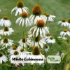 PowWow White Echinacea Seeds - Pure White Coneflower - Hardy Perennial Pollinator Plant - 20 Seeds - Image 1