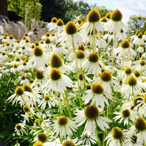 PowWow White Echinacea Seeds - Pure White Coneflower - Hardy Perennial Pollinator Plant - 20 Seeds - Image 6