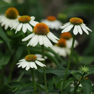 PowWow White Echinacea Seeds - Pure White Coneflower - Hardy Perennial Pollinator Plant - 20 Seeds - Image 7