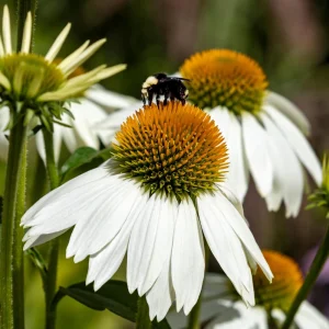 PowWow White Echinacea Seeds - Pure White Coneflower - Hardy Perennial Pollinator Plant - 20 Seeds - Image 8