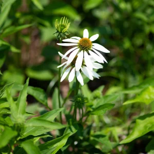PowWow White Echinacea Seeds - Pure White Coneflower - Hardy Perennial Pollinator Plant - 20 Seeds - Image 9