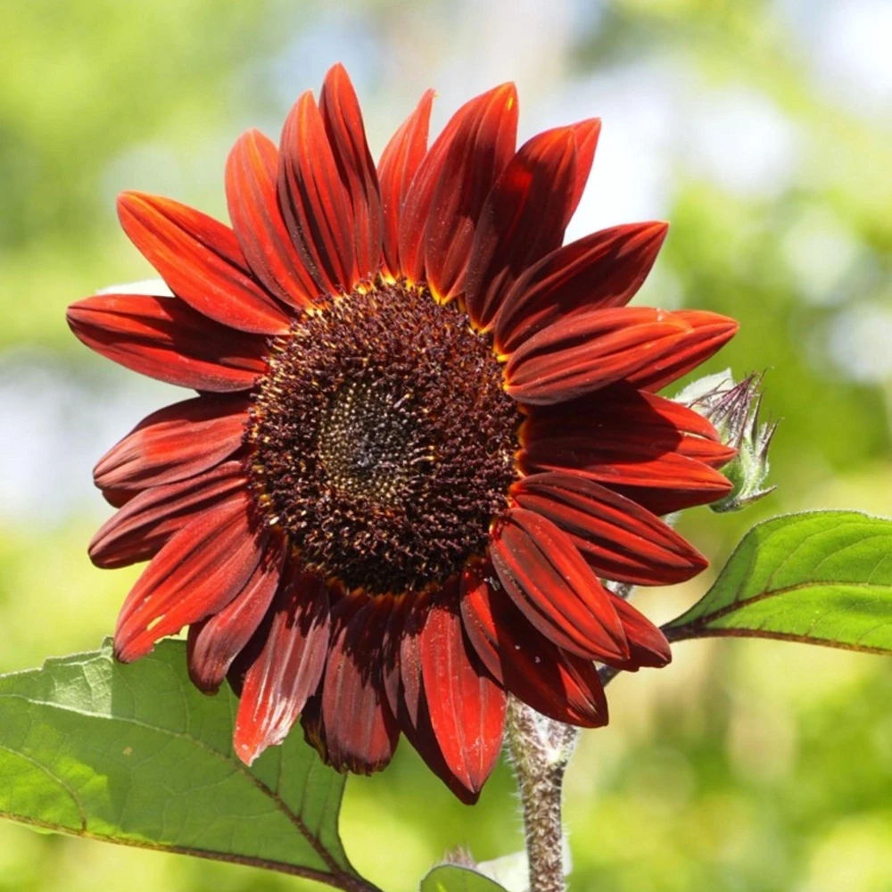 ProCut Red Sunflower Seeds - Helianthus annuus - Open-Pollinated Heirloom Flower Seeds - 25 Count - Image 10