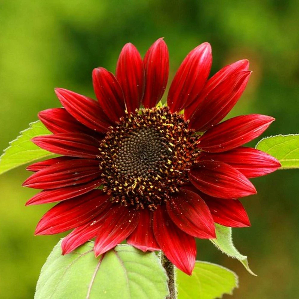 ProCut Red Sunflower Seeds - Helianthus annuus - Open-Pollinated Heirloom Flower Seeds - 25 Count - Image 11