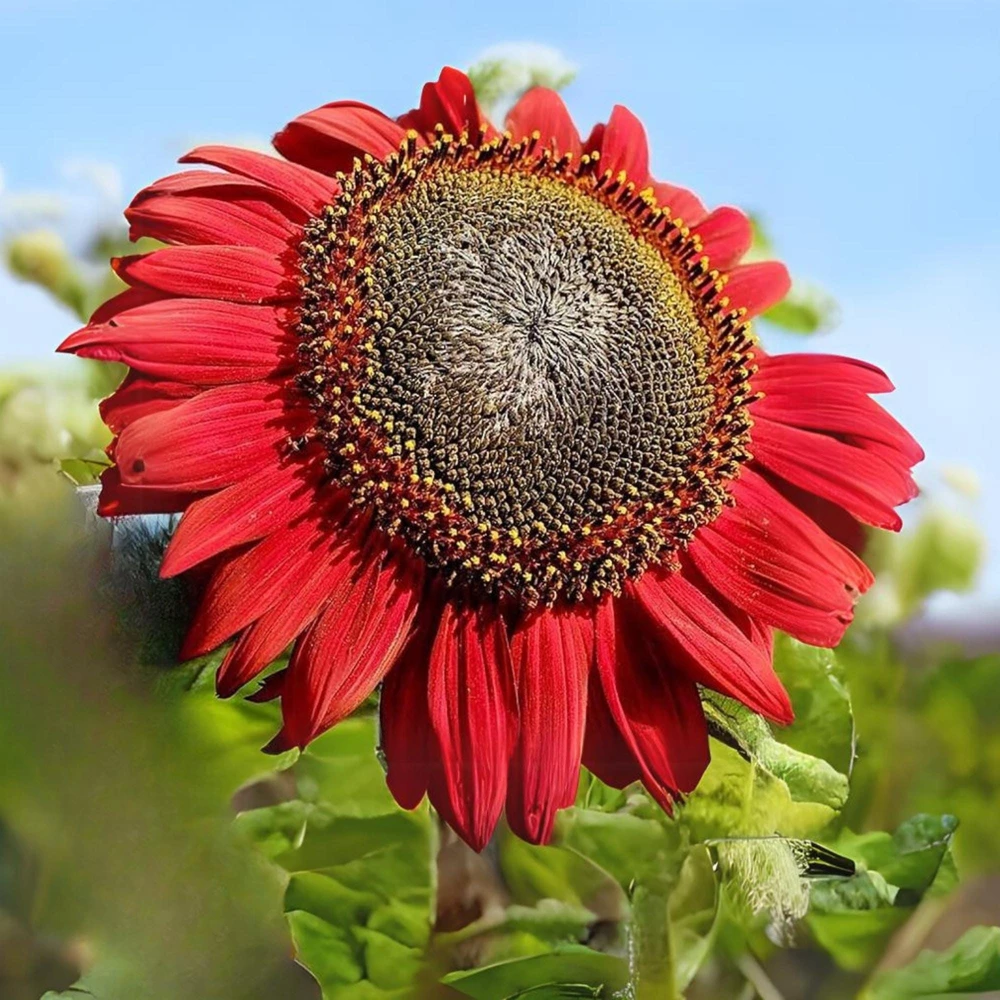 ProCut Red Sunflower Seeds - Helianthus annuus - Open-Pollinated Heirloom Flower Seeds - 25 Count - Image 12