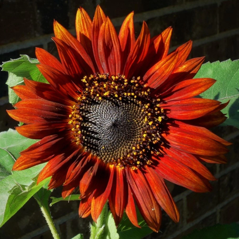 ProCut Red Sunflower Seeds - Helianthus annuus - Open-Pollinated Heirloom Flower Seeds - 25 Count - Image 13