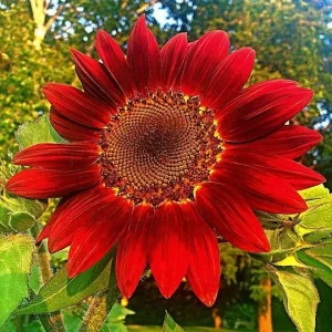 ProCut Red Sunflower Seeds - Helianthus annuus - Open-Pollinated Heirloom Flower Seeds - 25 Count - Image 2