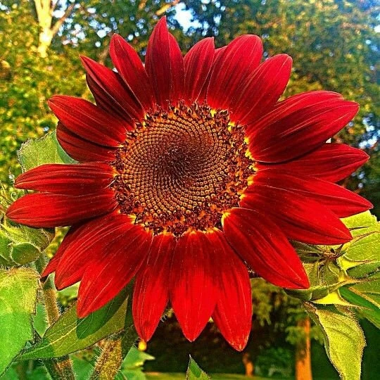 ProCut Red Sunflower Seeds - Helianthus annuus - Open-Pollinated Heirloom Flower Seeds - 25 Count - Image 2