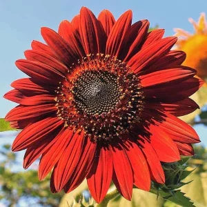 ProCut Red Sunflower Seeds - Helianthus annuus - Open-Pollinated Heirloom Flower Seeds - 25 Count - Image 3