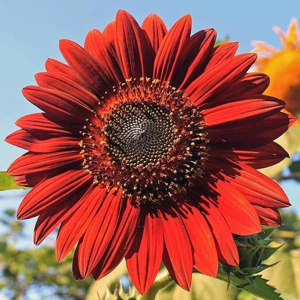 ProCut Red Sunflower Seeds - Helianthus annuus - Open-Pollinated Heirloom Flower Seeds - 25 Count - Image 3