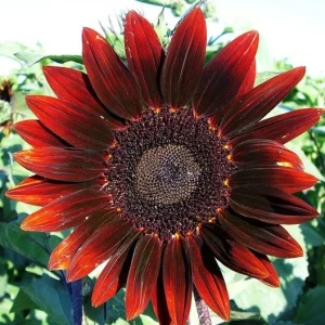 ProCut Red Sunflower Seeds - Helianthus annuus - Open-Pollinated Heirloom Flower Seeds - 25 Count - Image 4