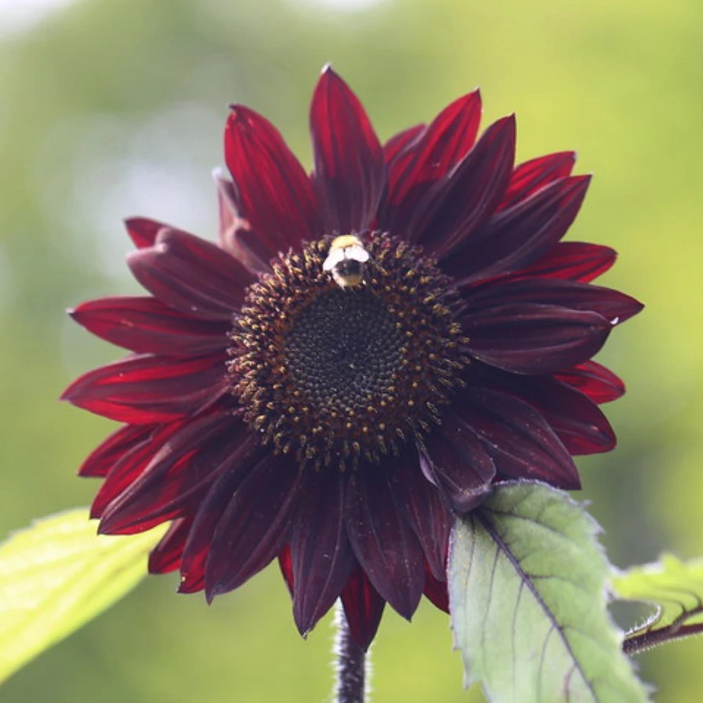 ProCut Red Sunflower Seeds - Helianthus annuus - Open-Pollinated Heirloom Flower Seeds - 25 Count - Image 5