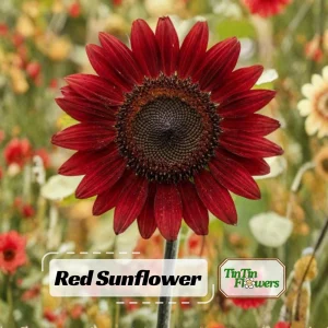 ProCut Red Sunflower Seeds - Helianthus annuus - Open-Pollinated Heirloom Flower Seeds - 25 Count - Image 1