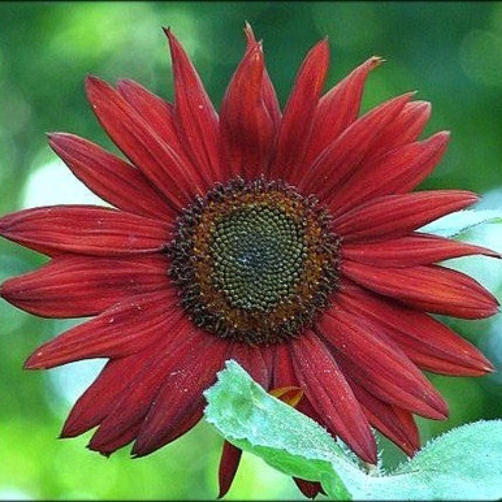 ProCut Red Sunflower Seeds - Helianthus annuus - Open-Pollinated Heirloom Flower Seeds - 25 Count - Image 6