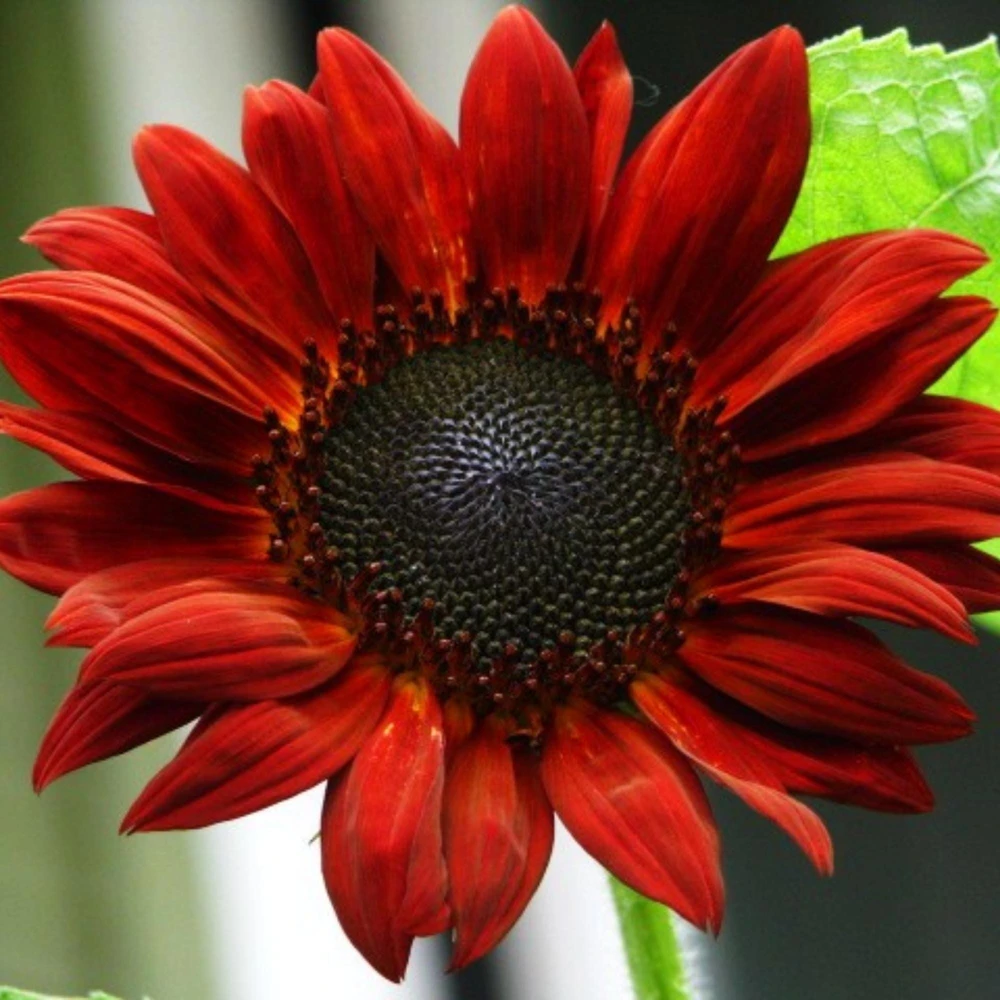 ProCut Red Sunflower Seeds - Helianthus annuus - Open-Pollinated Heirloom Flower Seeds - 25 Count - Image 7