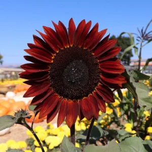 ProCut Red Sunflower Seeds - Helianthus annuus - Open-Pollinated Heirloom Flower Seeds - 25 Count - Image 8