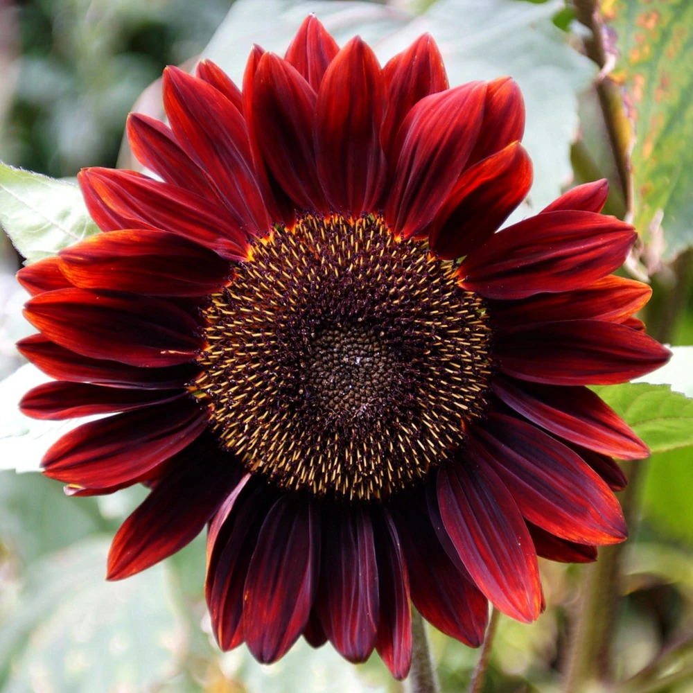 ProCut Red Sunflower Seeds - Helianthus annuus - Open-Pollinated Heirloom Flower Seeds - 25 Count - Image 9