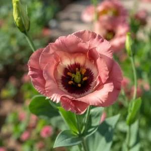 Pucchino Choco Lisianthus Seeds - 20 Seeds - Chocolate Rose-Like Double Blooms - Eustoma grandiflorum - Image 3