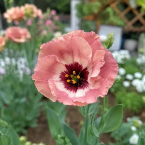 Pucchino Choco Lisianthus Seeds - 20 Seeds - Chocolate Rose-Like Double Blooms - Eustoma grandiflorum - Image 4