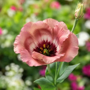 Pucchino Choco Lisianthus Seeds - 20 Seeds - Chocolate Rose-Like Double Blooms - Eustoma grandiflorum - Image 5