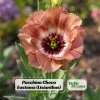 Pucchino Choco Lisianthus Seeds - 20 Seeds - Chocolate Rose-Like Double Blooms - Eustoma grandiflorum - Image 1