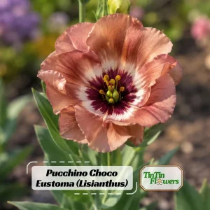 Pucchino Choco Lisianthus Seeds - 20 Seeds - Chocolate Rose-Like Double Blooms - Eustoma grandiflorum - Image 1