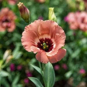 Pucchino Choco Lisianthus Seeds - 20 Seeds - Chocolate Rose-Like Double Blooms - Eustoma grandiflorum - Image 8