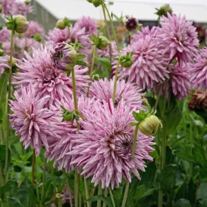 Purple Bedazzled Dahlia Flower Seeds - 40 Seeds - Open Pollinated, Heirloom - Image 10