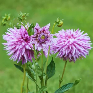 Purple Bedazzled Dahlia Flower Seeds - 40 Seeds - Open Pollinated, Heirloom - Image 11