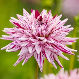 Purple Bedazzled Dahlia Flower Seeds - 40 Seeds - Open Pollinated, Heirloom - Image 12