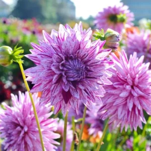 Purple Bedazzled Dahlia Flower Seeds - 40 Seeds - Open Pollinated, Heirloom - Image 13