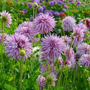 Purple Bedazzled Dahlia Flower Seeds - 40 Seeds - Open Pollinated, Heirloom - Image 14
