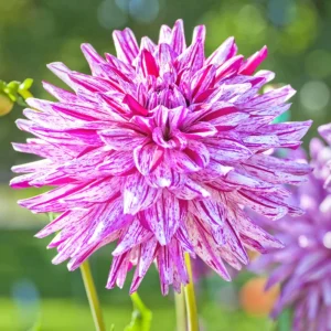 Purple Bedazzled Dahlia Flower Seeds - 40 Seeds - Open Pollinated, Heirloom - Image 15