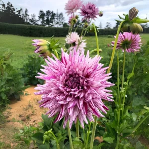 Purple Bedazzled Dahlia Flower Seeds - 40 Seeds - Open Pollinated, Heirloom - Image 18