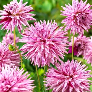 Purple Bedazzled Dahlia Flower Seeds - 40 Seeds - Open Pollinated, Heirloom - Image 19